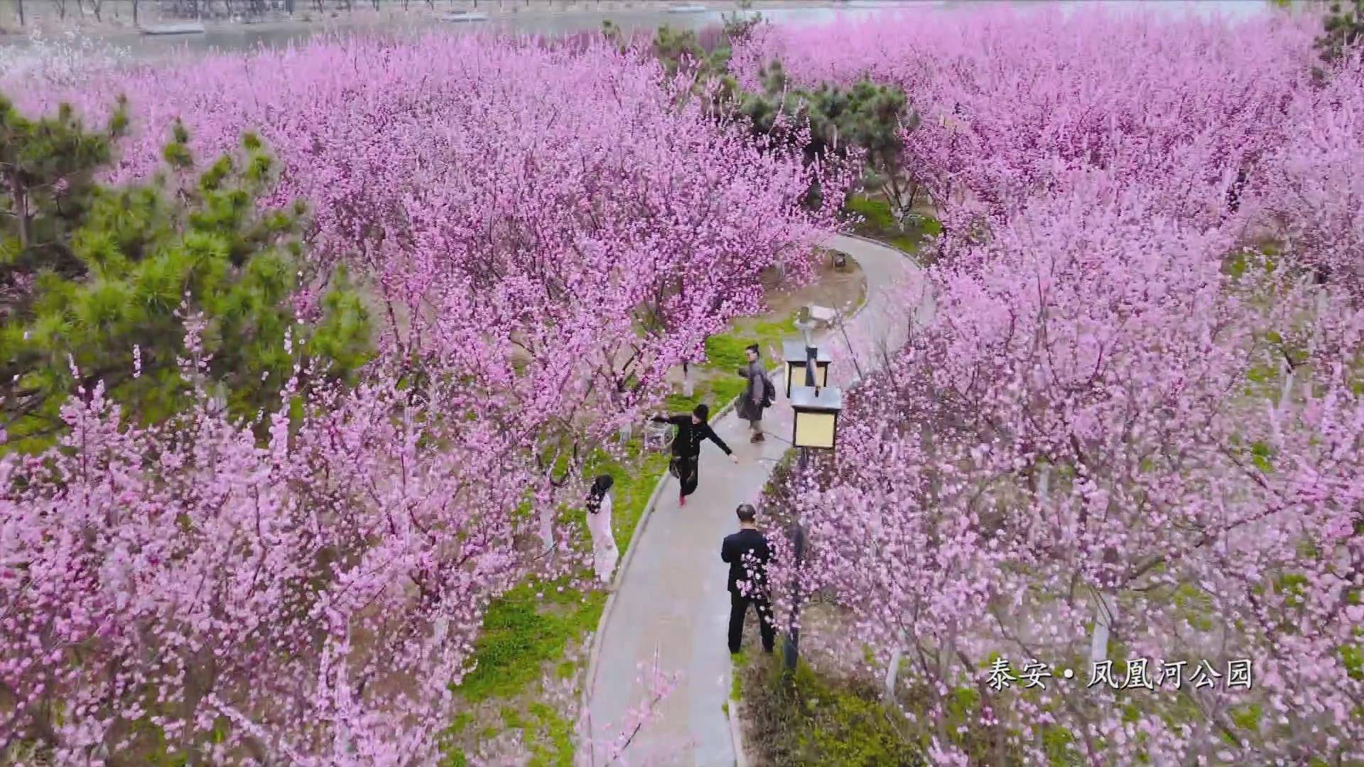 凤凰河畔 繁花满枝_广播_泰安市_崔焕丽
