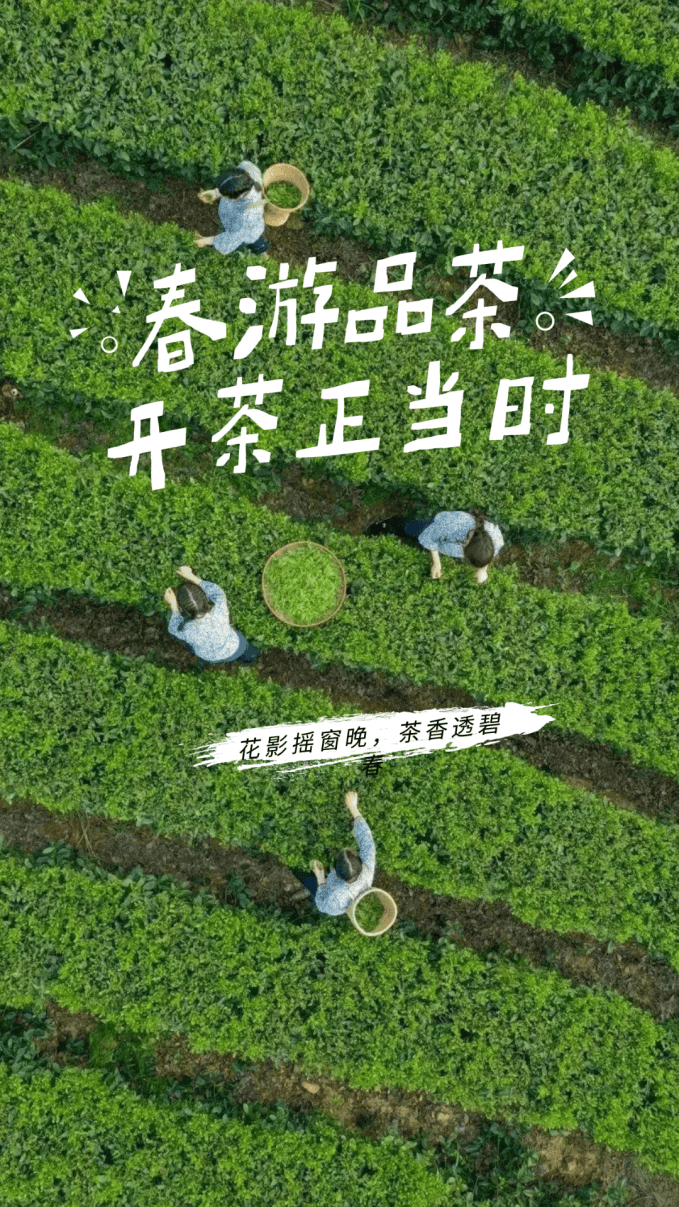开茶正当时来湖州春游品茶