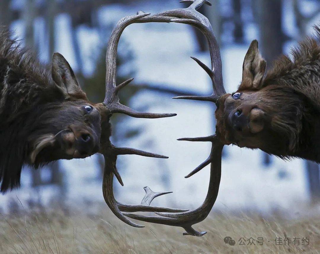 兰萨罗特岛著名的火山"月亮"景观中的葡萄园,西班牙加那利群岛法国圣