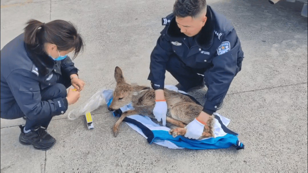 炉霍公安成功救助一只国家一级重点保护野生动物——林麝