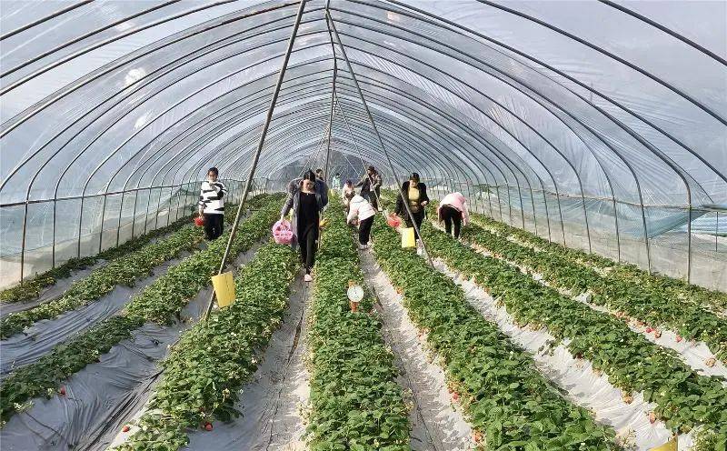 赏花登山挖折耳根巴中春天就是这么玩