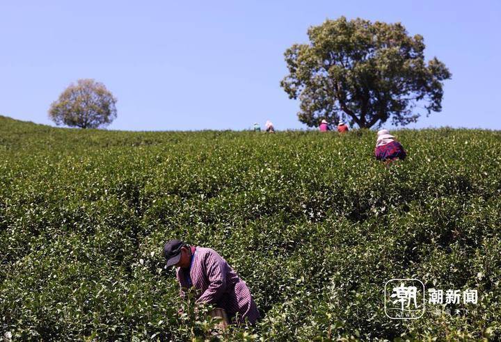 湖州长兴紫笋茶采销旺