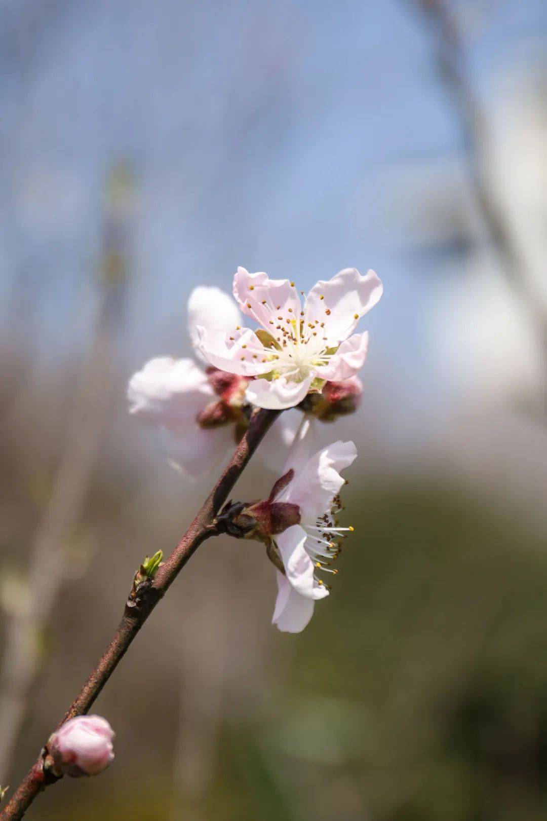 中擦亮属于春天的新色楼梯前台阶下茶花是否入过你的眼眶告诉你我灵魂