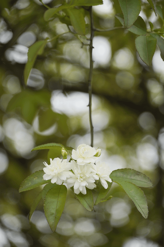 限定款花花上新遂宁七里香打卡宝地在这里