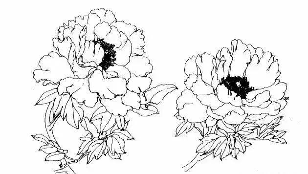 初学者简单白描牡丹图片
