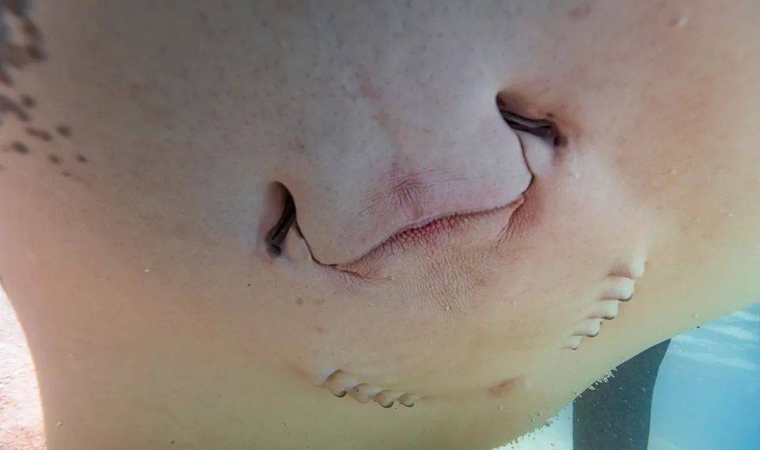 鳃裂通过头顶的喷水孔吸入富含氧气的海水,随后顺着底部腹部的腮裂