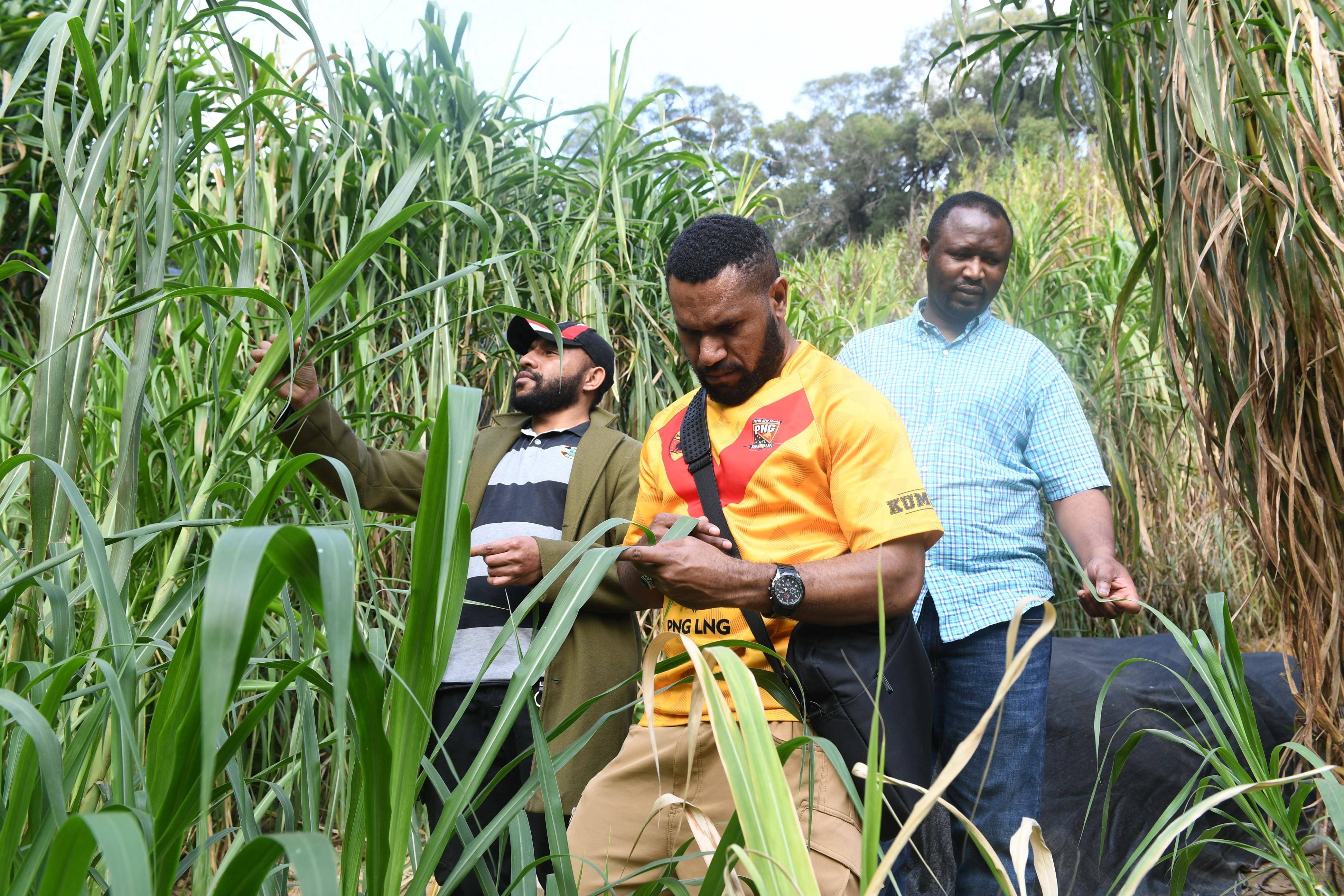 让菌草成为造福人民的幸福草