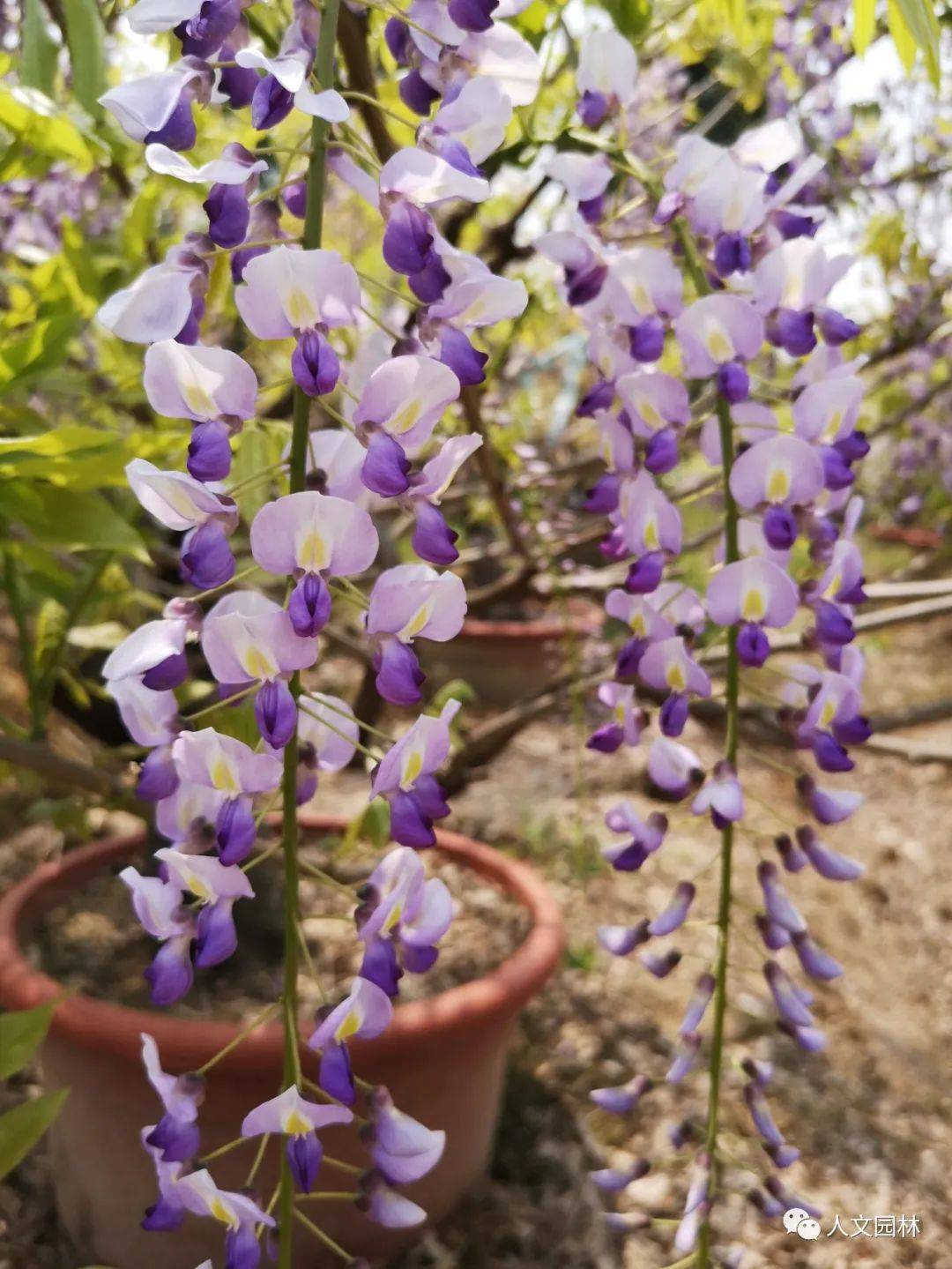 人文花展紫藤品种之九尺藤