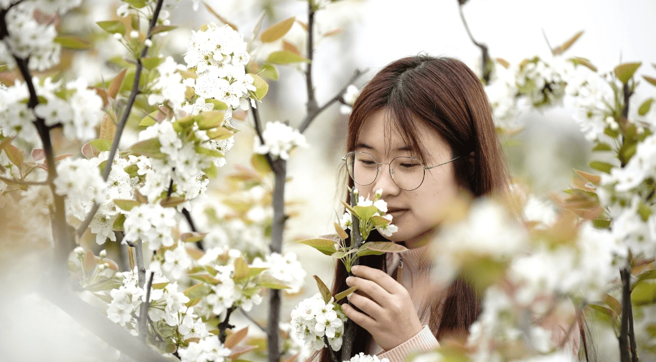 新都区桂湖中路开放时间:全天「七里香」花架上,红墙边在升庵桂湖公园