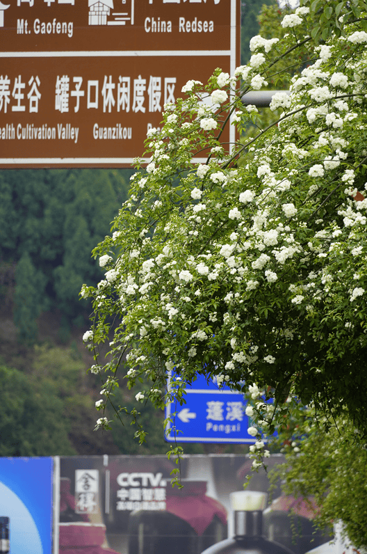 遂宁『七里香』打卡宝地,在这里→_瀑布_香花_枝条