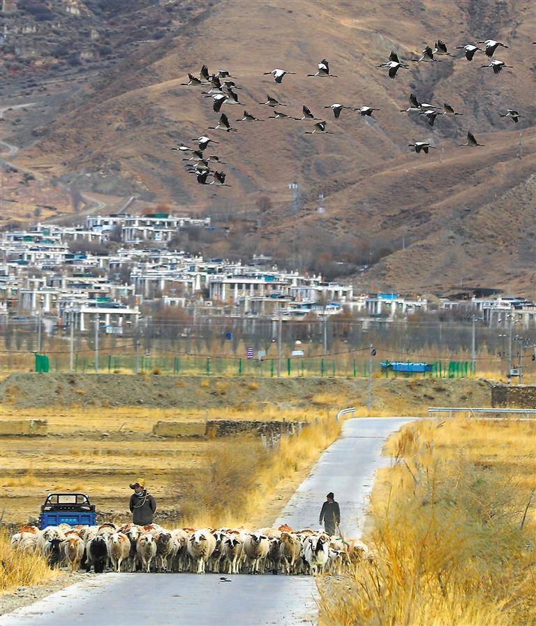 塔 青摄(中经视觉)林芝市波密县易贡乡附近,黑颈鹤翱翔在雪山和村庄