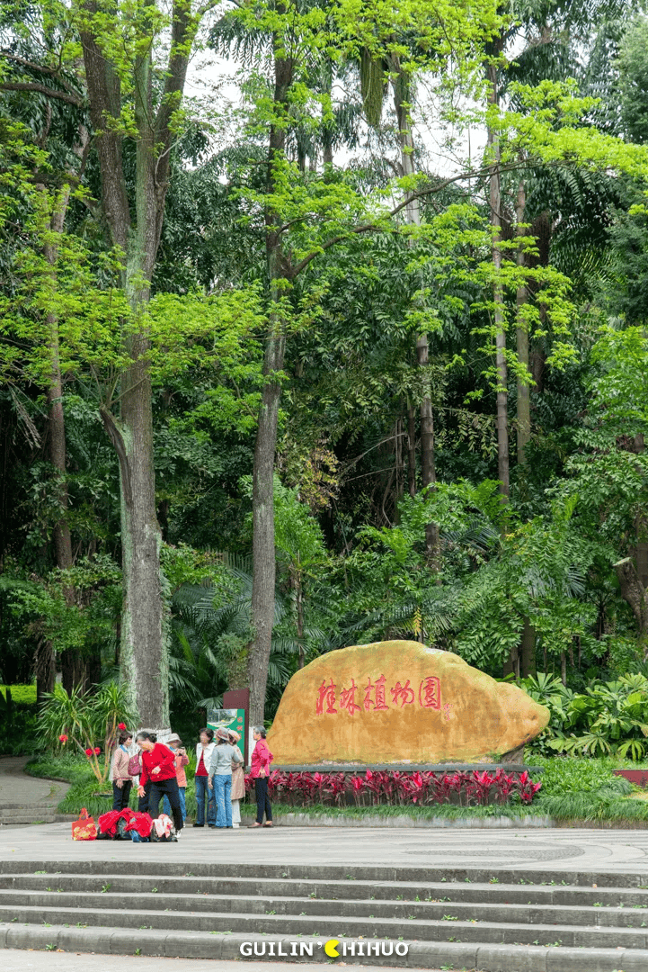 70亩,6500 株杜鹃花同时盛开!就在桂林市郊,太壮观了!