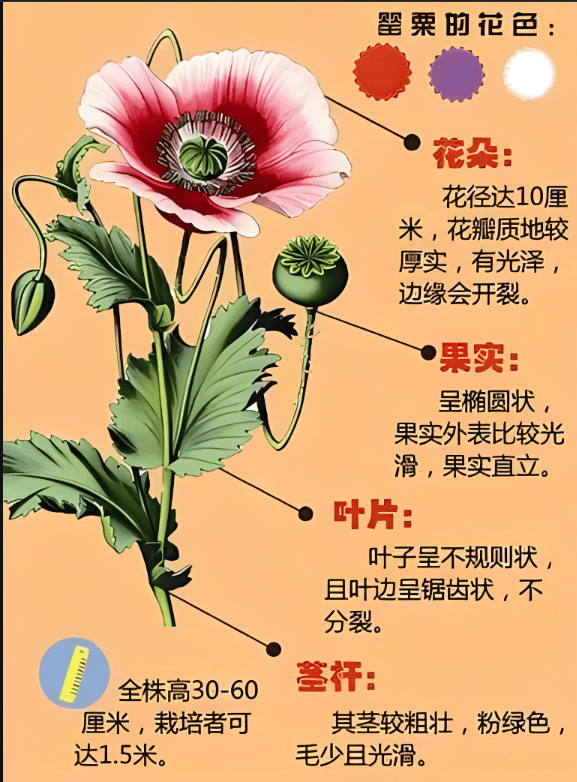 是毒,不是菜!种一颗也违法!