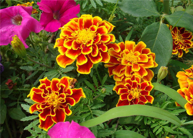 春天带孩子郊游教他认识一下路边常见100种植物吧太全了