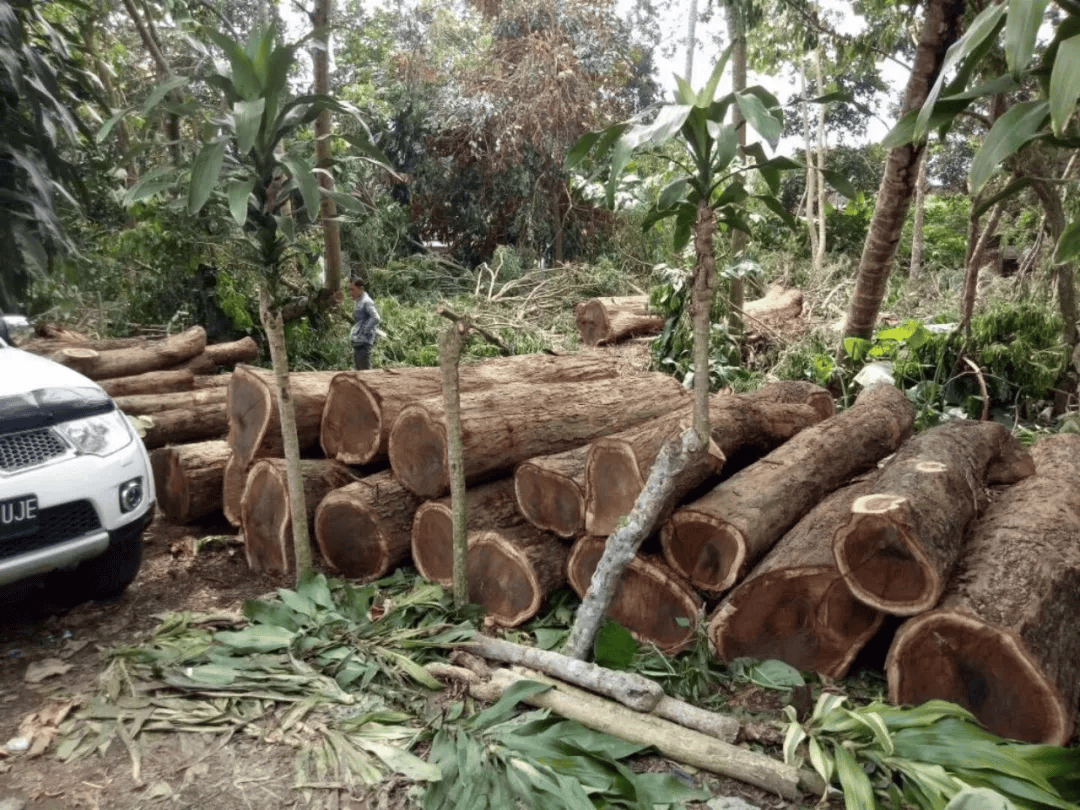 占据市场90份额的五种红木