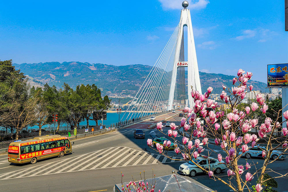 湖北巴东:玉兰花开 峡江画城染芳菲