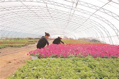 花卉种植者正在太原市晋源区古城营村万间温室花卉生产基地查看花卉