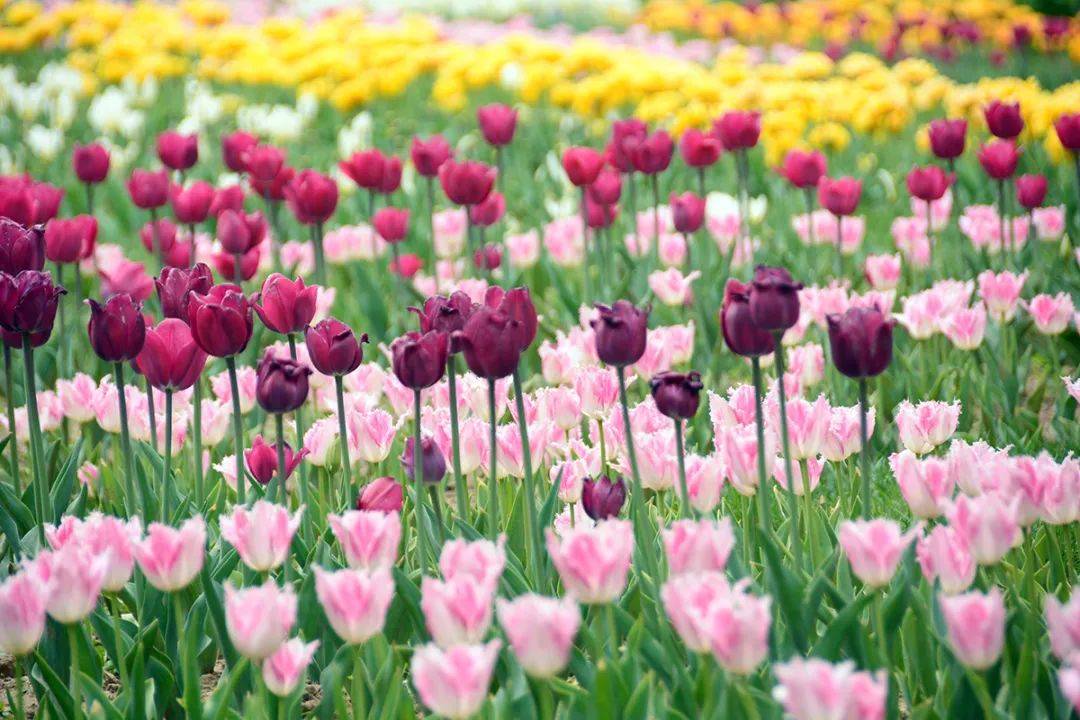 100张福利门票2024北京郁金香文化节北京国际鲜花港展区即将开幕