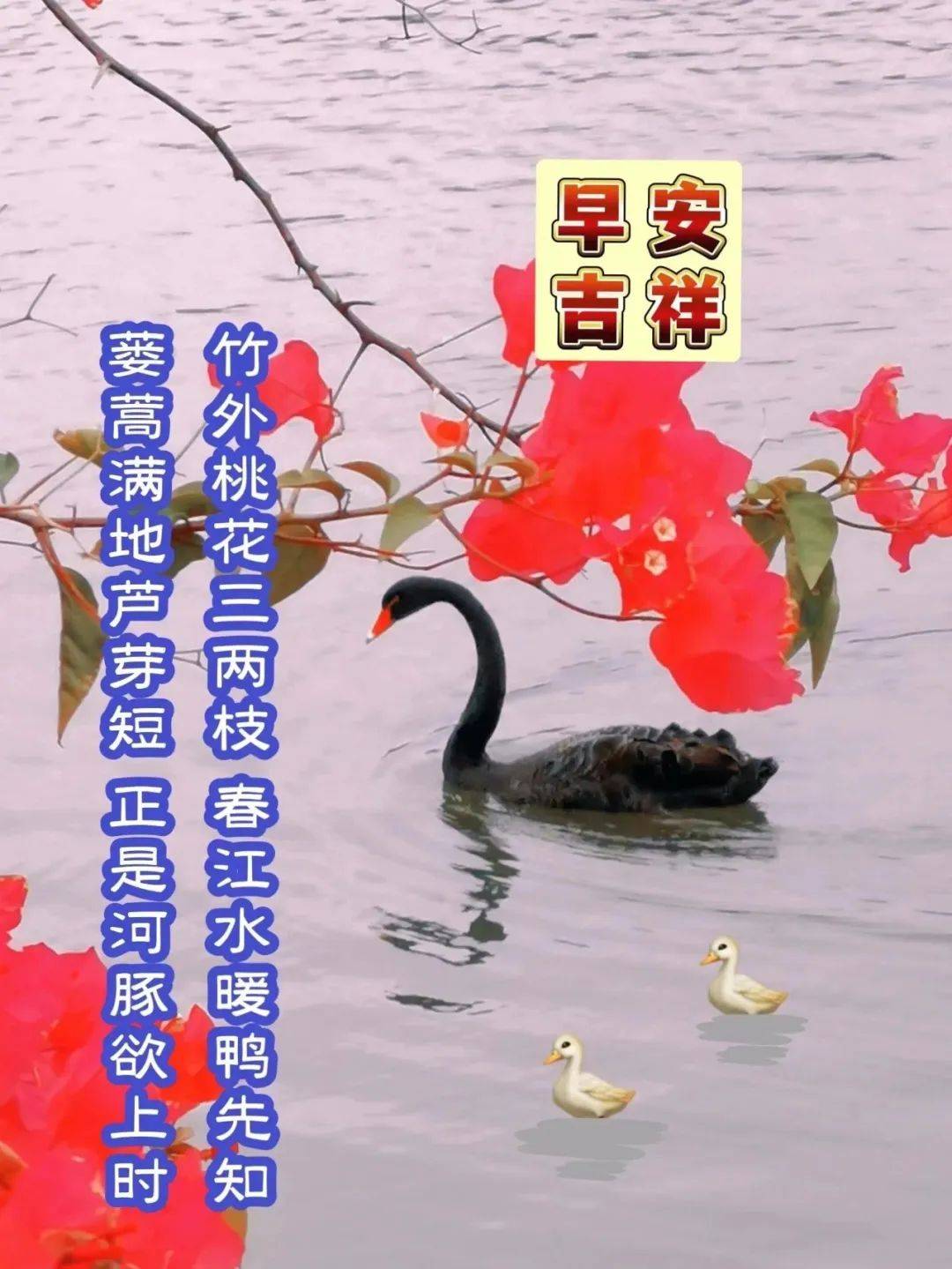 三月桃花早上好图片图片