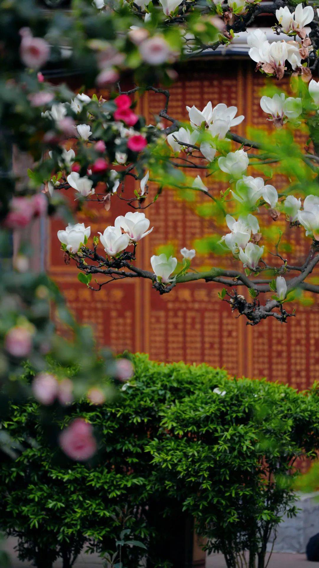 替大家去过了万年寺赏花真的很值得