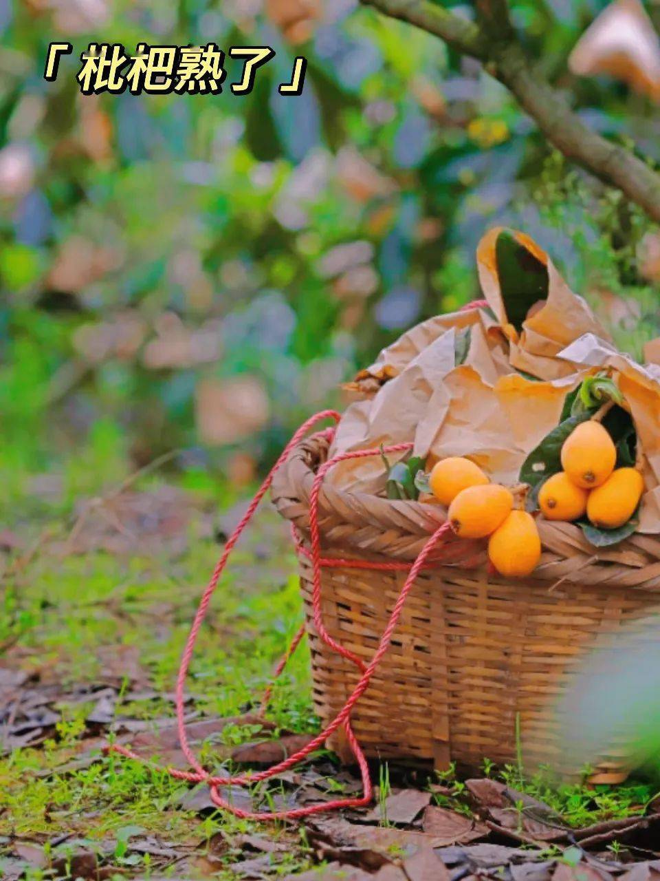 摘果,泡温泉……邂逅春日浪漫线路:湘南枇杷园——阿比布奇花世界