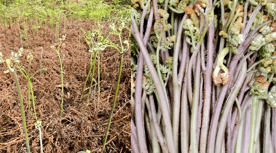 山上长的野菜种类图片图片