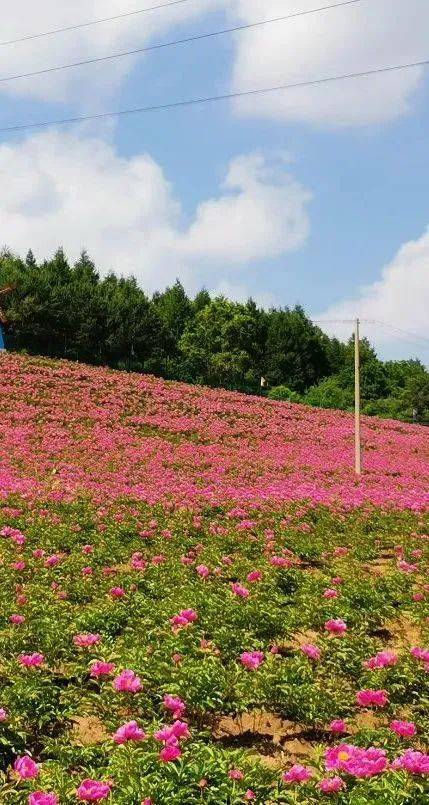 清明假期来吉林上春山一起趣赏花