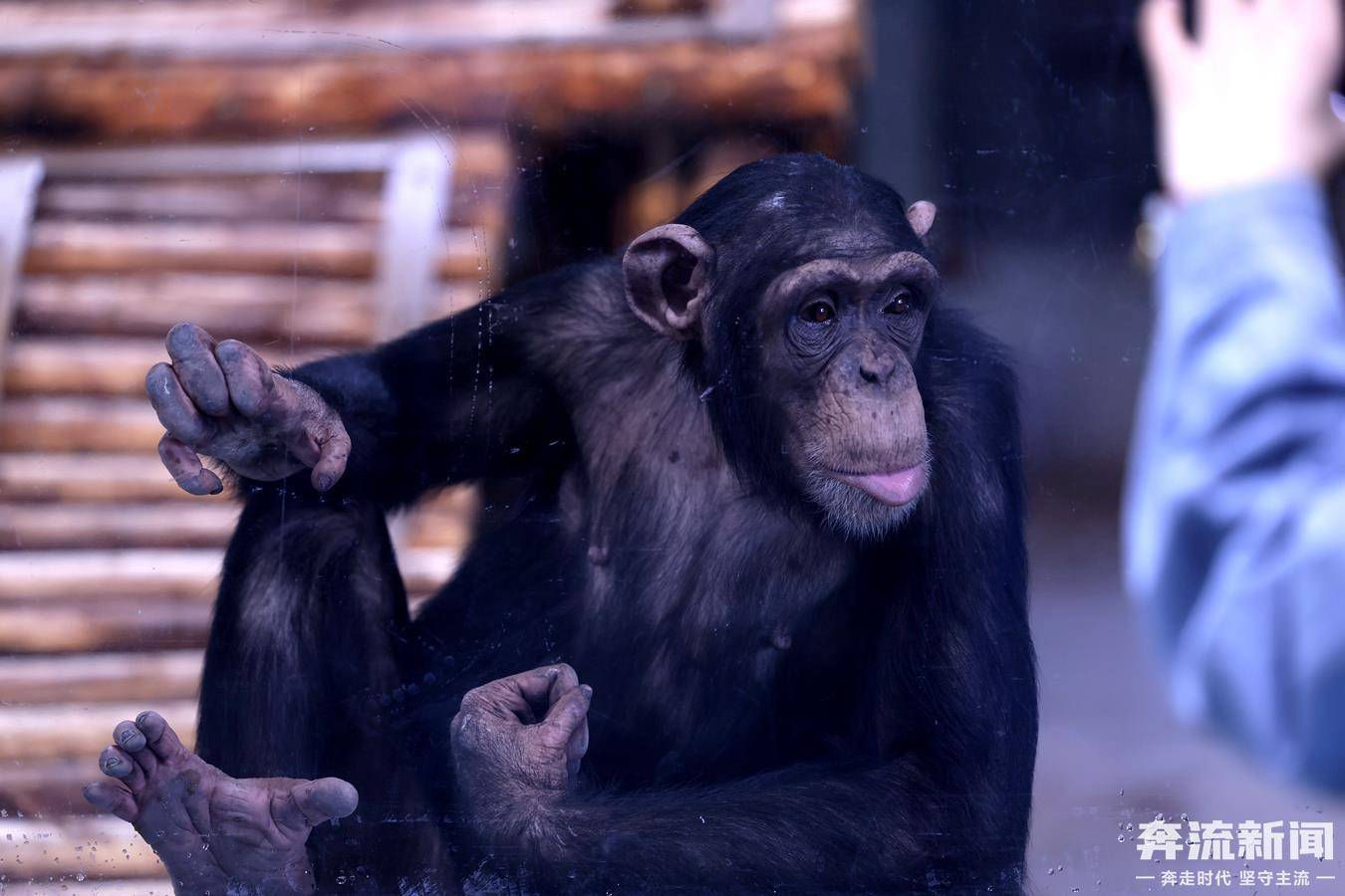 新明"猩"将闪亮登场,兰州野生动物园喊你来见面_猩猩_东东_游客