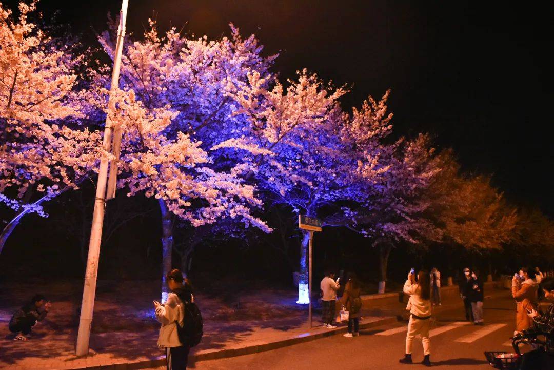 刚刚重要通知全青岛人都惦记的一条樱花大道马上开启预约