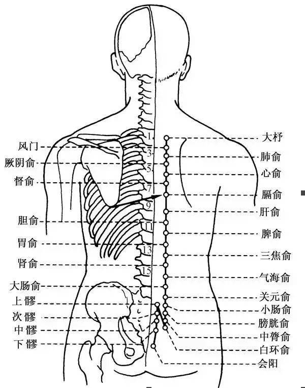 肝经络位置图图片