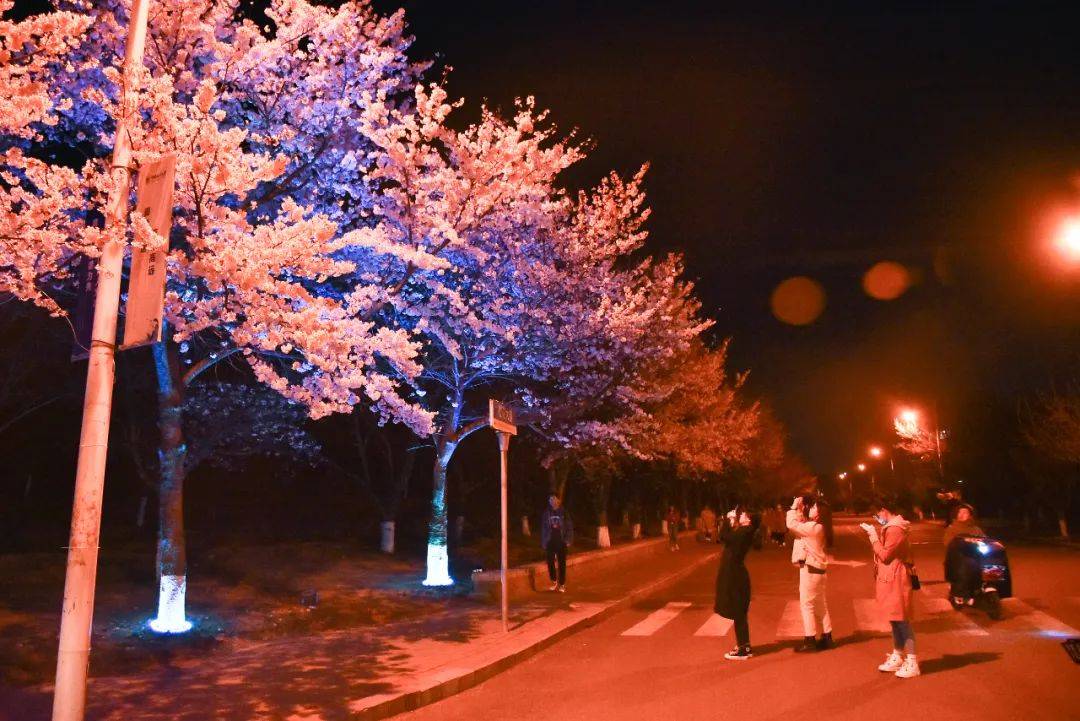 刚刚重要通知全青岛人都惦记的一条樱花大道马上开启预约