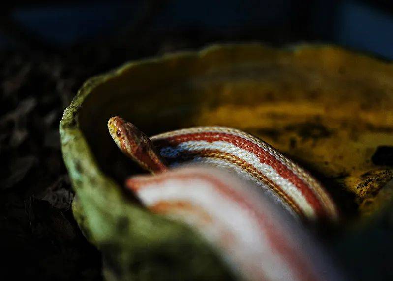 安汶斑帆蜥,欧洲蓝斑蜥蜴,黑白王蛇,东部刺尾守宫,侏儒盾尾蜥等诸多