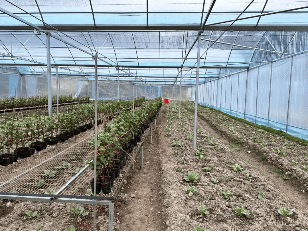 乡村振兴武东镇抢抓时节促春耕百香果基地种植忙