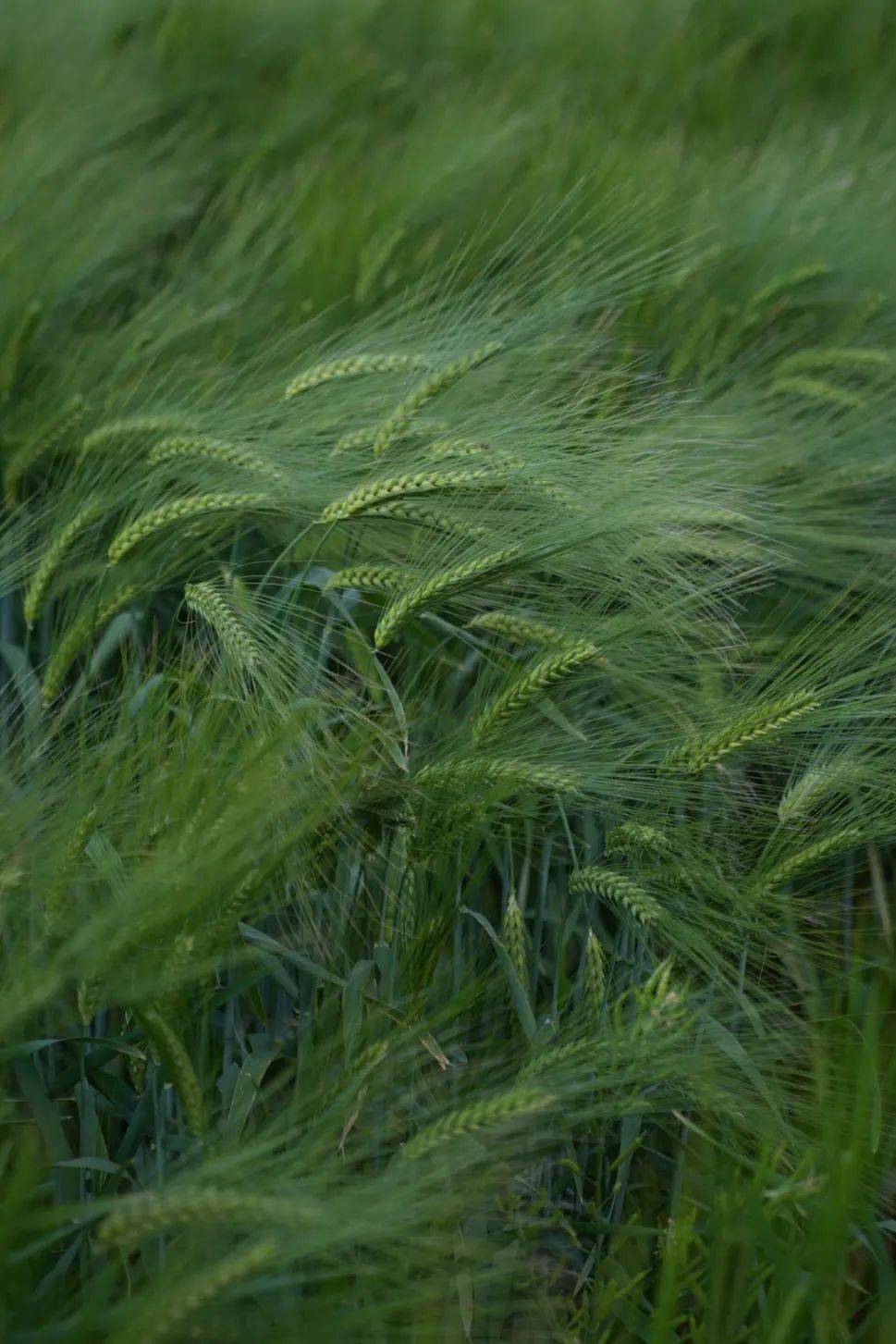 摄网友"云南小刚同学" 摄你以为春天的麦田都是绿色的?