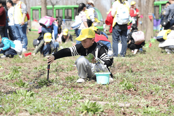 江苏东台黄海森林公园首届野菜节火爆启幕