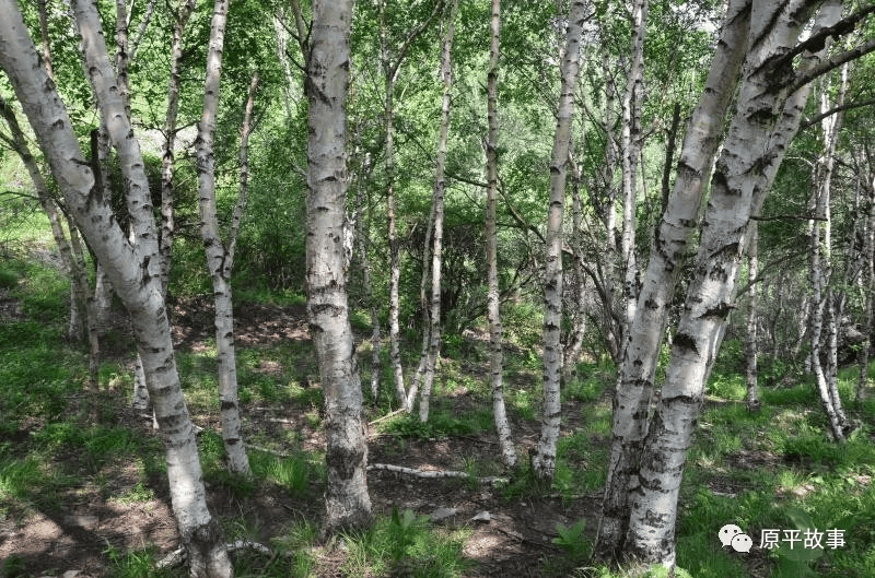 回顾原平屯瓦栈子沟黄土高原大氧吧