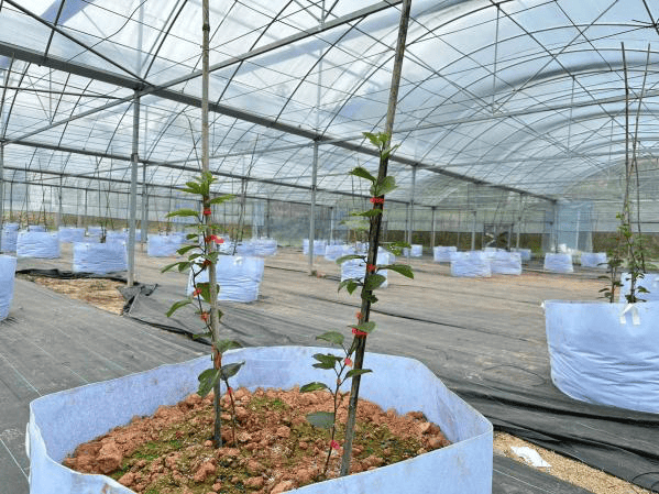 乡村振兴武东镇抢抓时节促春耕百香果基地种植忙