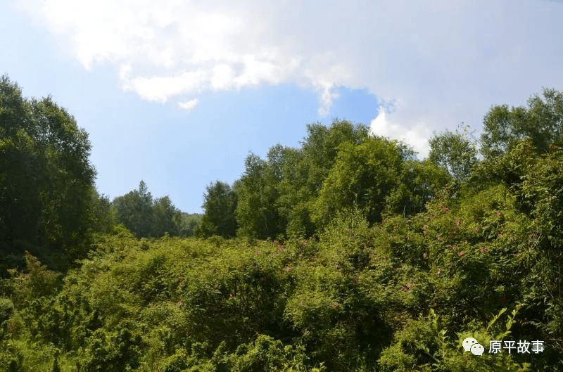 回顾原平屯瓦栈子沟黄土高原大氧吧