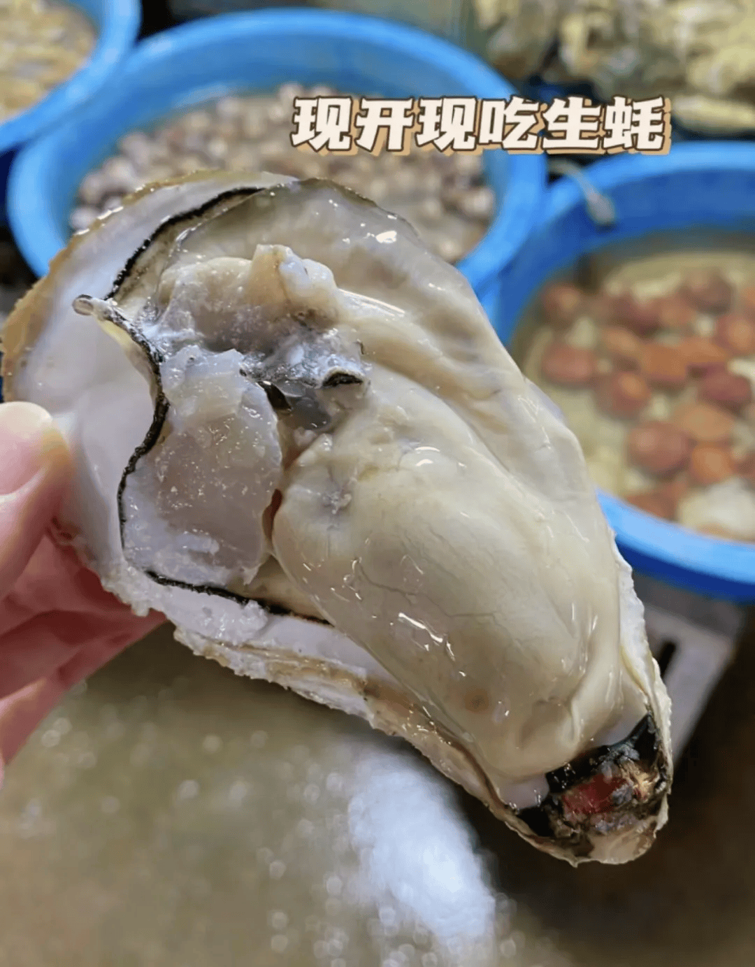 隐藏在山东半岛的滨海后花园幸福感高气候好还有封神肥美生蚝