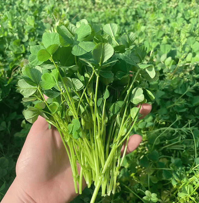 苜蓿_野菜_饺子馅