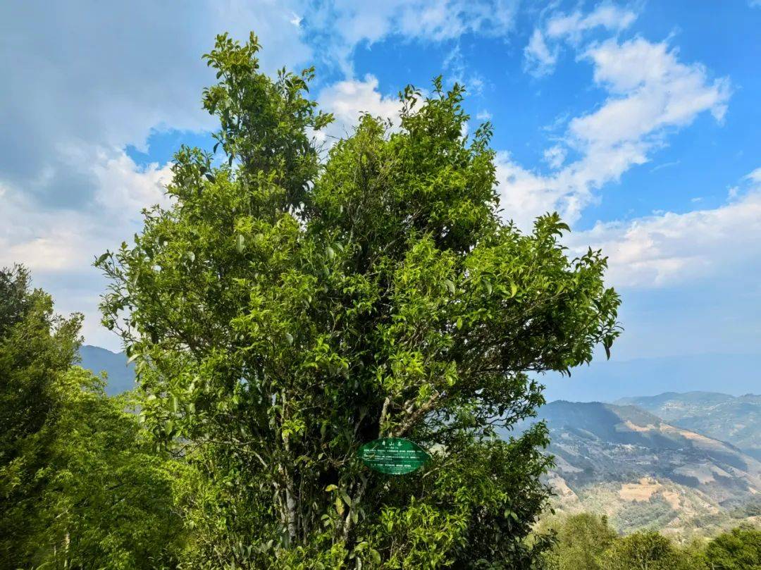温度临沧 | 正是莺山好春光,茶农欢喜上茶山