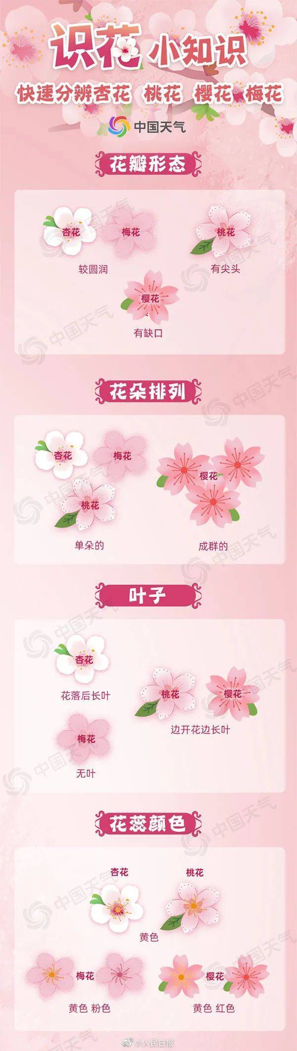 桃花、樱花、杏花…到底怎么区别呢？