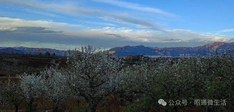 【周末城郊游】夕阳下的白坡梨花