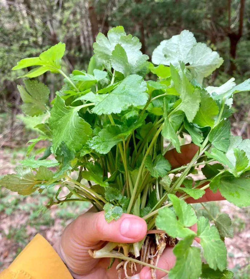 母鸡头野菜功效图片