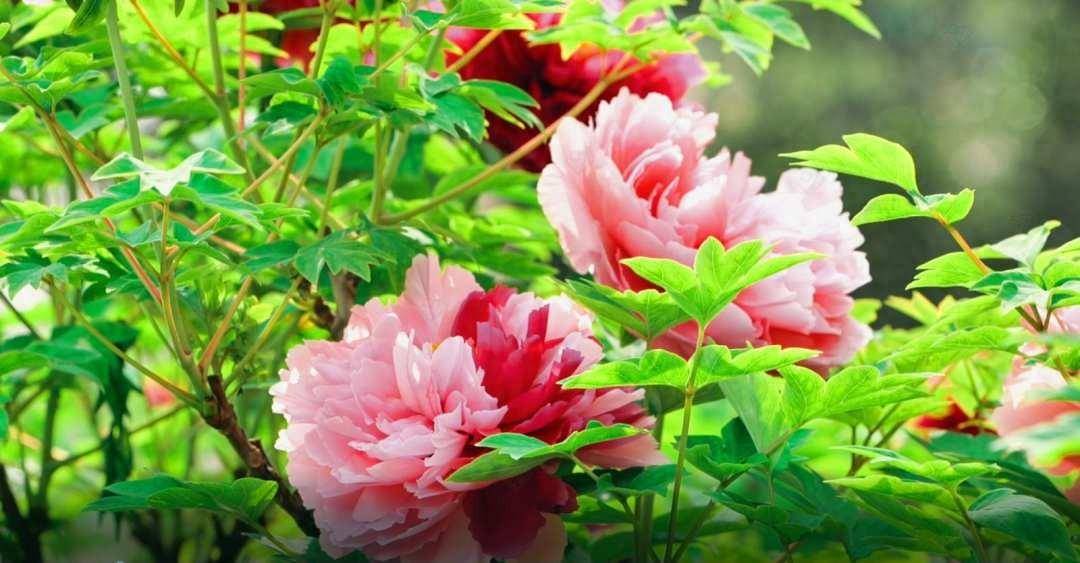 洛阳王城公园牡丹花海引来众多游客打卡啊牡丹百花丛中最鲜艳