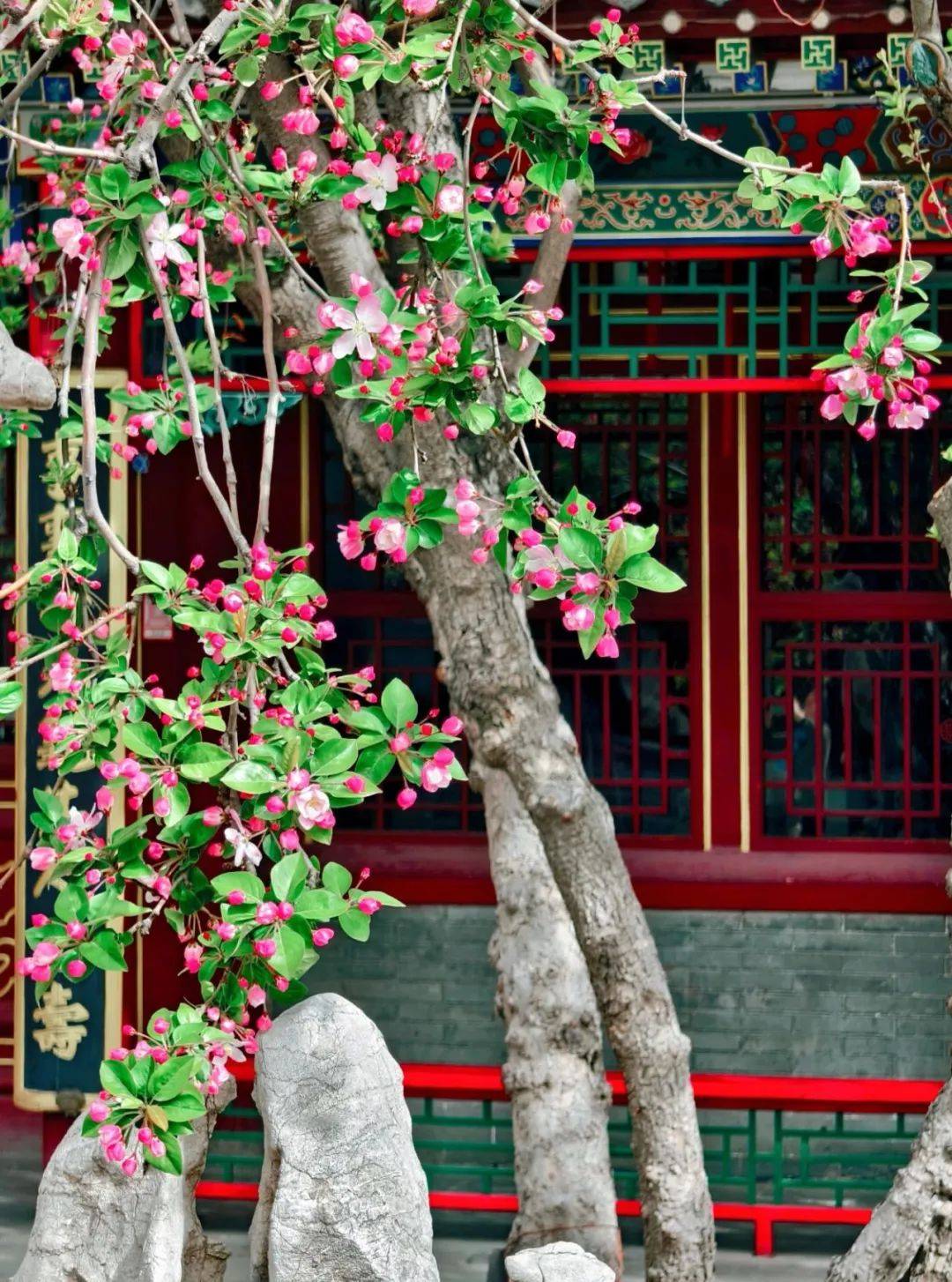 太美了!荣国府的西府海棠开了～_石家庄_花瓣_花中