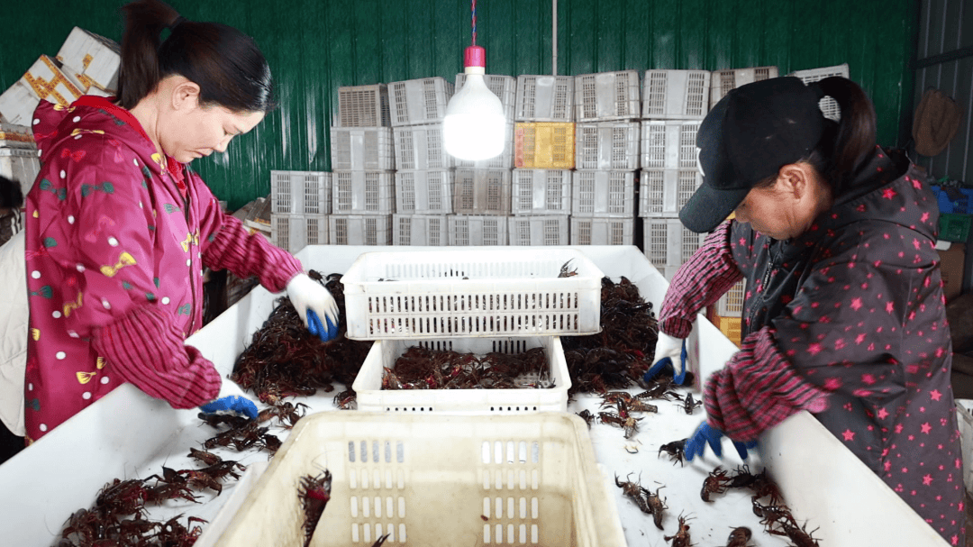 走进桂平市厚禄乡干初种养家庭农场,一望无际的稻田映入眼帘,虾农们早