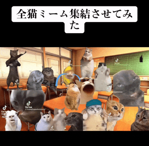 从表情包到日常vlog,猫meme风靡海内外"猫meme"视频到底是怎么走红的?