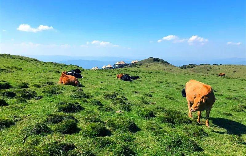 先生我出不了神山啦在山地公园省连公园你都走不出去不信你看