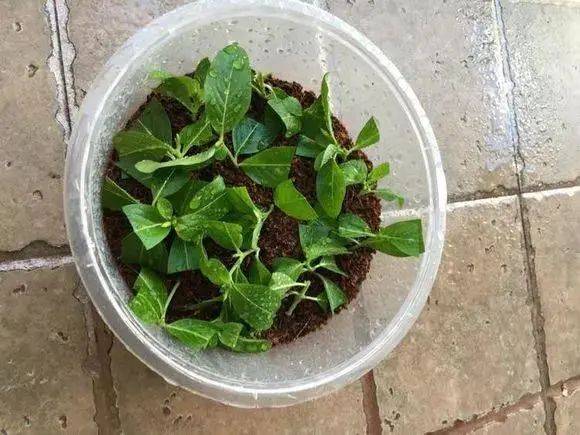 4月赶快扦插这5种花掐个枝条就能活